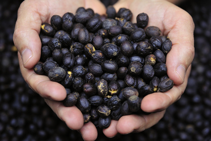 coffee beans in farmer's hand