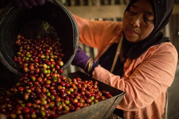 Fairtrade Coffee Indonesia