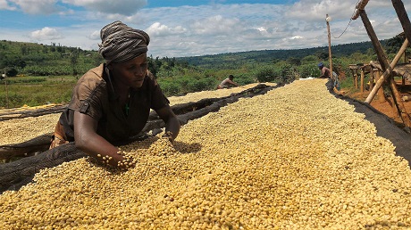 musasa-drying-table_Kaffee_Cooperative