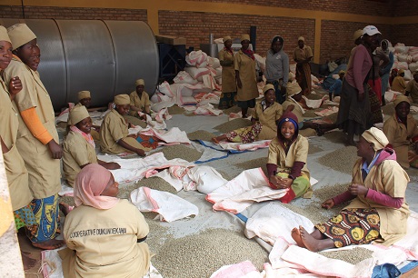 musasa-sorting3_Kaffee_Cooperative