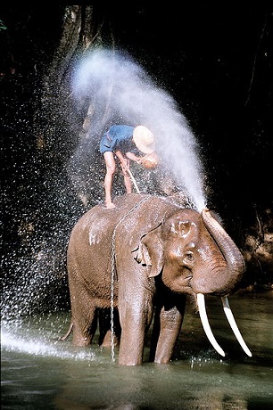 400px-Thailand,_elephant