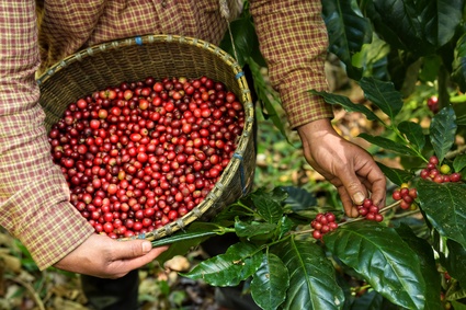 Fresh coffee bean in basket