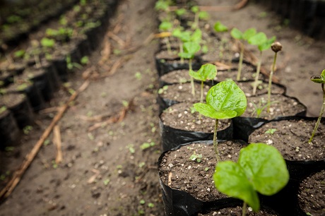 faitrade_pressefoto_kaffee_15_Sean Hawkey