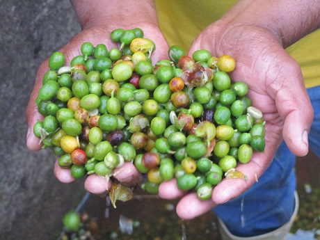 Kaffeekirschen_Deutscher Kaffeeverband